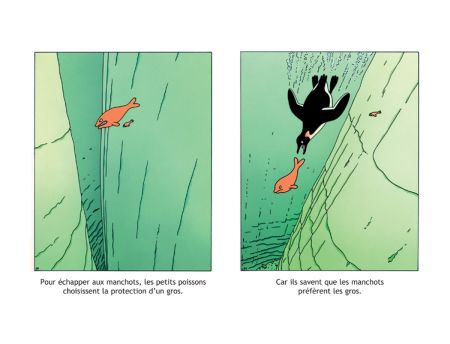 Les Manchots sont de sacrés pingouins - Par Jean-Luc & Philippe Coudray - La Malle aux images/la boîte à bulles