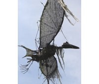Sokal effraie les oiseaux