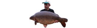« Il n'est pas frais, mon poisson ? »
