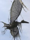 Sokal effraie les oiseaux