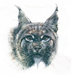 Le Grand Bestiaire - par René Hausman - Dupuis