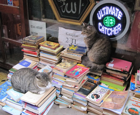 Istanbulles 2010 : Miaou à Beyoğlu